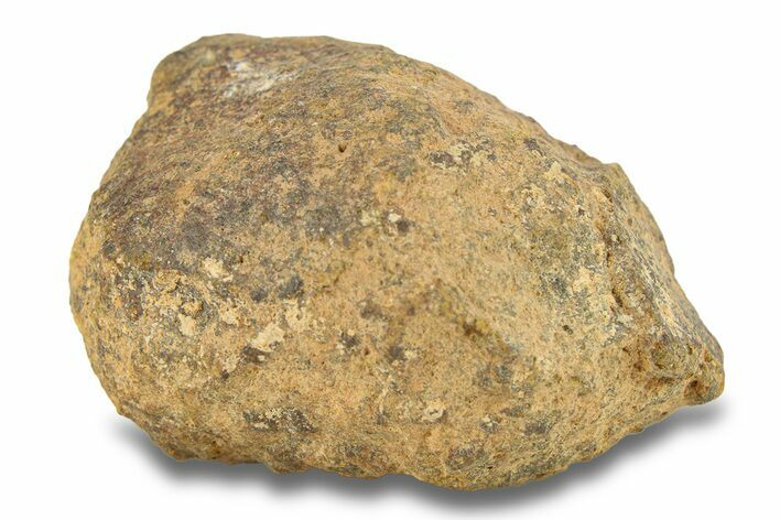 Gold Basin Chondrite Meteorite ( g) - Arizona #282840